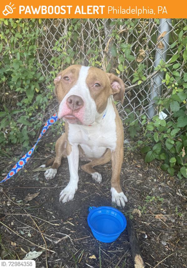 Found/Stray Female Dog last seen 59th St and Lancaster Avenue (over Brook high school) , Philadelphia, PA 19139