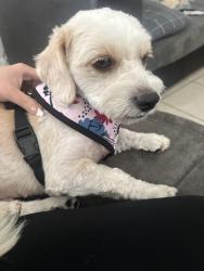 Found/Stray Female Dog last seen Northwest 7th ct, Margate, FL 33063