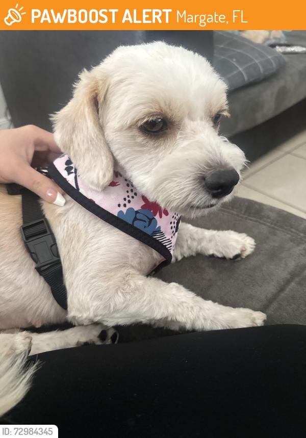 Found/Stray Female Dog last seen Northwest 7th ct, Margate, FL 33063