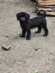 Lost Female Dog last seen Browntown rd  nw, Atlanta, GA 30318