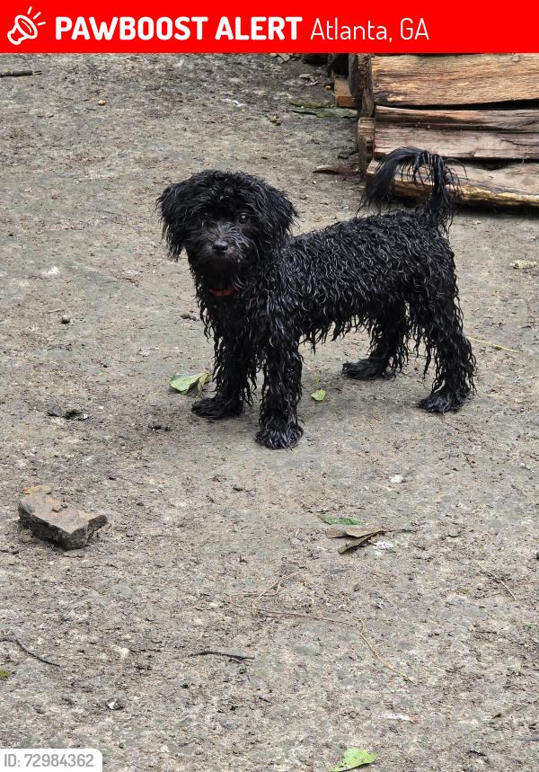 Lost Female Dog last seen Browntown rd  nw, Atlanta, GA 30318
