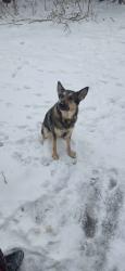 Lost Female Dog last seen Minnesota st and state st, Indianapolis, IN 46203