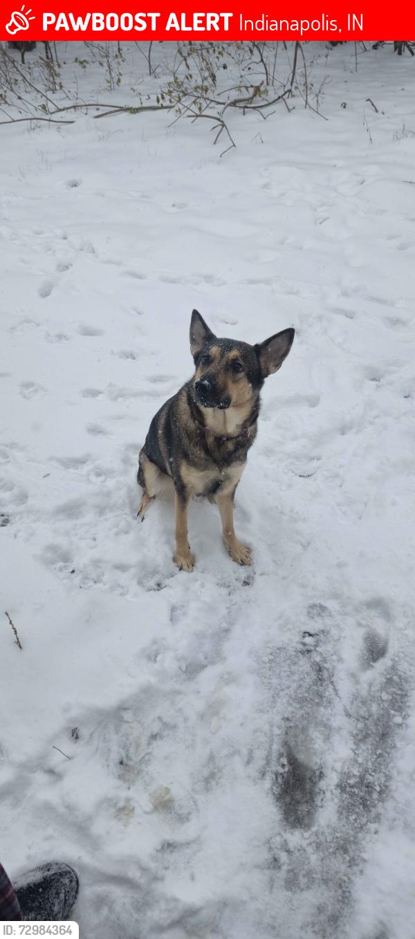 Lost Female Dog last seen Minnesota st and state st, Indianapolis, IN 46203