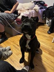 Found/Stray Female Dog last seen Tigertail, Apple Valley, CA 92307