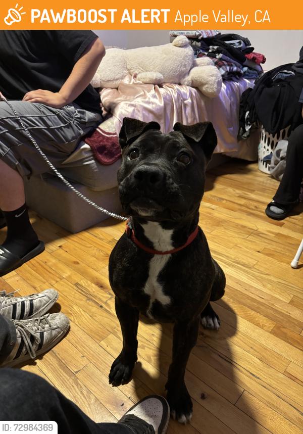 Found/Stray Female Dog last seen Tigertail, Apple Valley, CA 92307