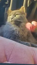 Reunited Female Cat last seen Bonita Mobile ests , Glendora, CA 91722
