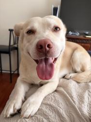 Reunited Male Dog last seen Eagle Ranch Park , Victorville, CA 92392