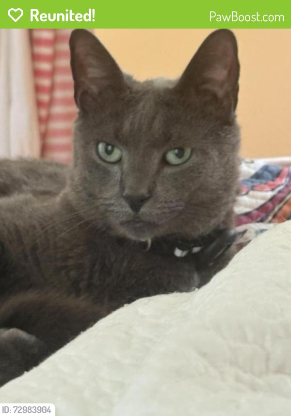 Reunited Male Cat last seen Winding way & alden, Morrisville, PA 19067