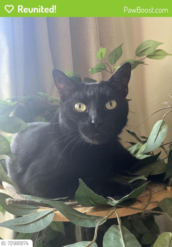 Reunited Male Cat last seen Estes and eastman, Lakewood, CO 80227