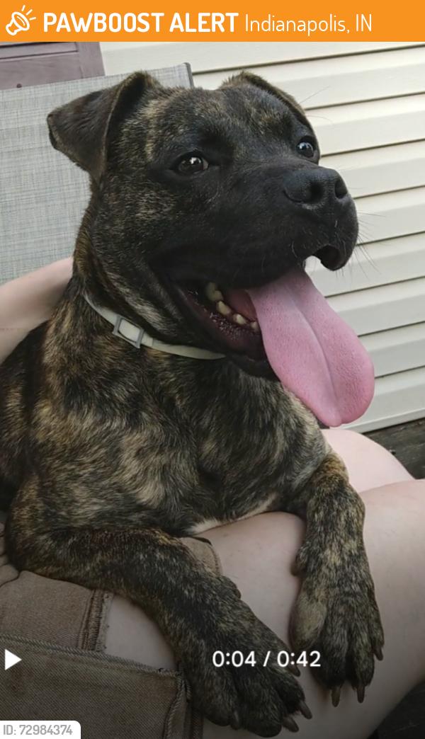 Found/Stray Unknown Dog last seen Train tracks by Dequincy Street and 23rd, Indianapolis, IN 46218