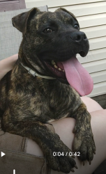 Found/Stray Unknown Dog last seen Train tracks by Dequincy Street and 23rd, Indianapolis, IN 46218