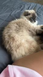 Reunited Male Cat last seen Di lusson, Elk Grove, CA 95758