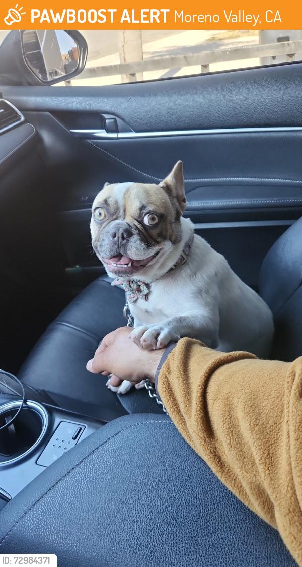 Found/Stray Female Dog last seen Swan street and honey hallow, Moreno Valley, CA 92557