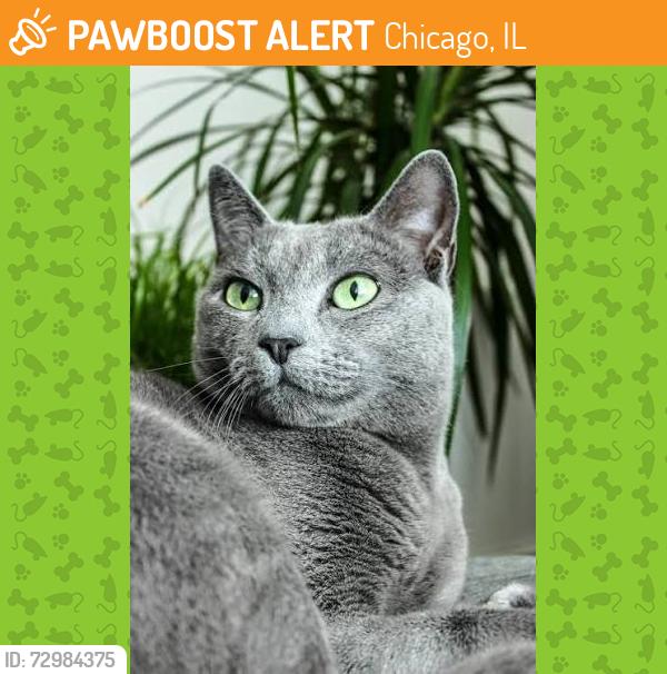 Found/Stray Unknown Cat last seen Montrose and central park, Chicago, IL 60618