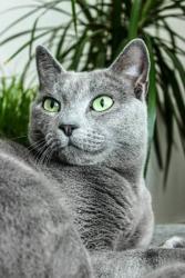Found/Stray Unknown Cat last seen Montrose and central park, Chicago, IL 60618