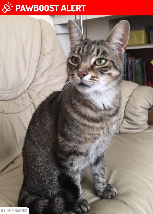 Lost Male Cat last seen Marion Wilson Animal Park, Greater London, England SE7 8HT