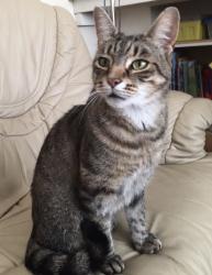 Lost Male Cat last seen Marion Wilson Animal Park, Greater London, England SE7 8HT