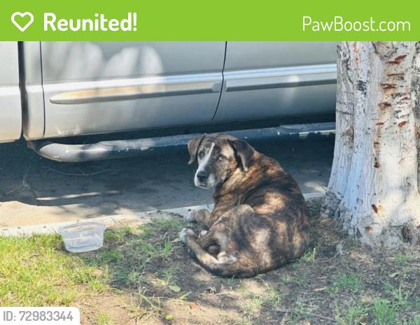 Reunited Female Dog last seen 10th and B St., Colton, Colton, CA 92324