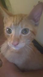 Lost Male Cat last seen Barranca and arrow hwy, Glendora, CA 91740