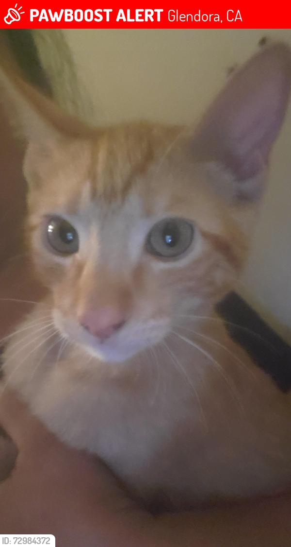 Lost Male Cat last seen Barranca and arrow hwy, Glendora, CA 91740