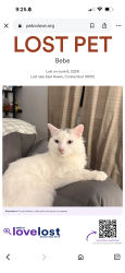 Lost Male Cat last seen Burgess, East Haven, CT 06512