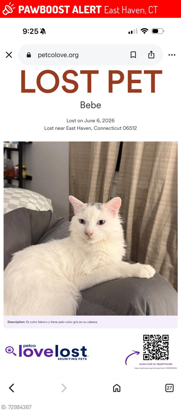 Lost Male Cat last seen Burgess, East Haven, CT 06512