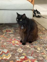 Lost Male Cat last seen Federal hwy, Hypoluxo, FL 33462