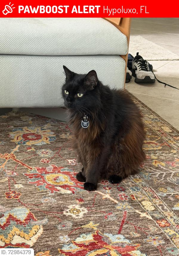 Lost Male Cat last seen Federal hwy, Hypoluxo, FL 33462