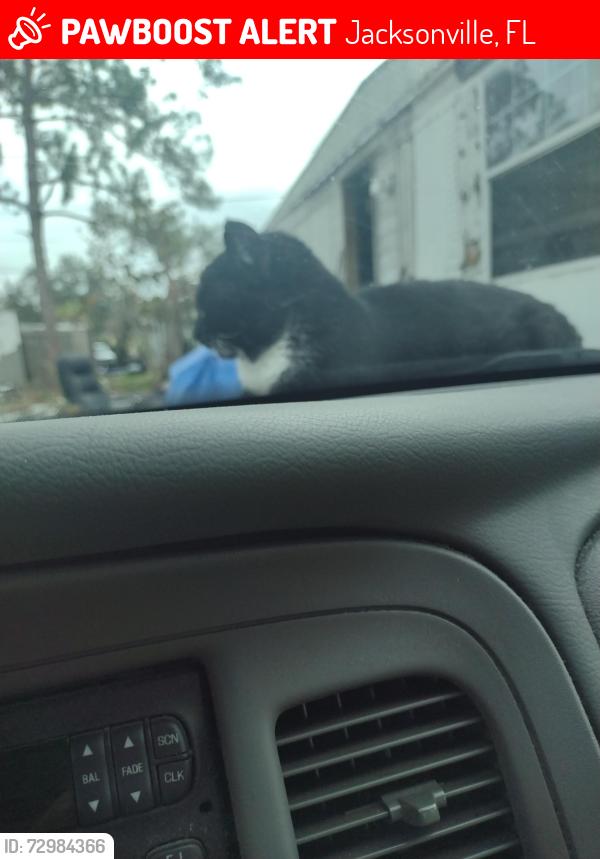 Lost Male Cat last seen Sawpit rd and shark rd , Jacksonville, FL 32226