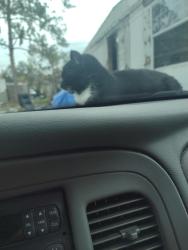 Lost Male Cat last seen Sawpit rd and shark rd , Jacksonville, FL 32226