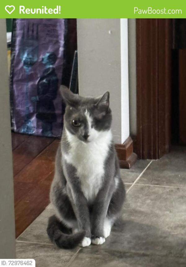 Reunited Female Cat last seen Near the pond that is behind our house. St James and st Theresa intersection, Avon, OH 44011