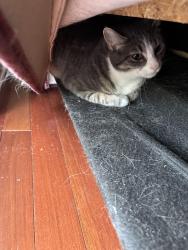 Lost Female Cat last seen Near sandhurst dr, Buffalo Grove, IL 60089