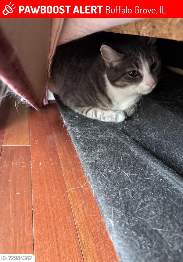 Lost Female Cat last seen Near sandhurst dr, Buffalo Grove, IL 60089
