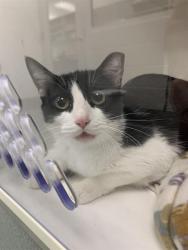 Shelter Stray Female Cat last seen Near , Indianapolis, IN 46221