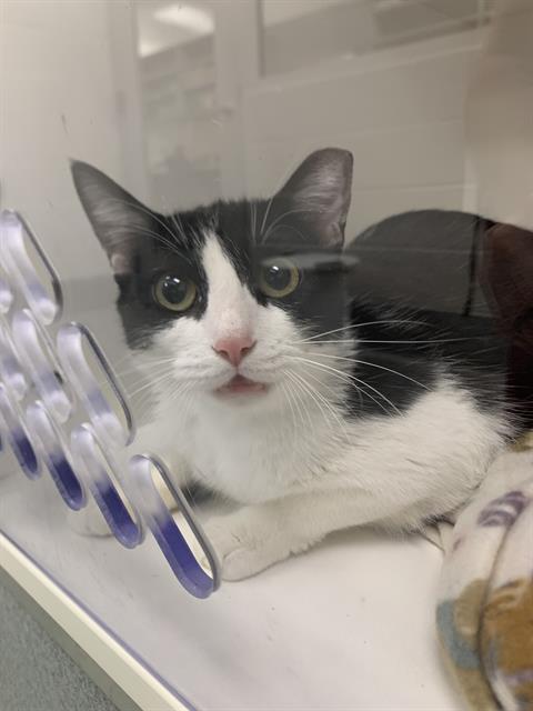 Shelter Stray Female Cat last seen Near , Indianapolis, IN 46221