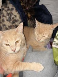 Reunited Male Cat last seen NE 185th St, Shoreline, WA 98133