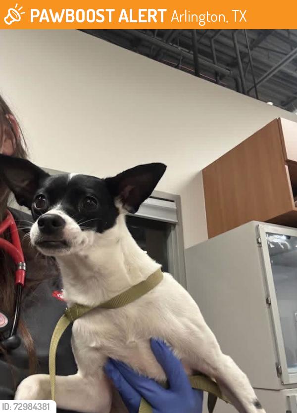 Found/Stray Female Dog last seen Mayfield St between New York And Collins, Arlington, TX 76014