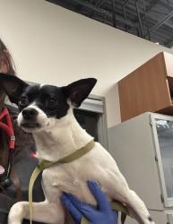 Found/Stray Female Dog last seen Mayfield St between New York And Collins, Arlington, TX 76014