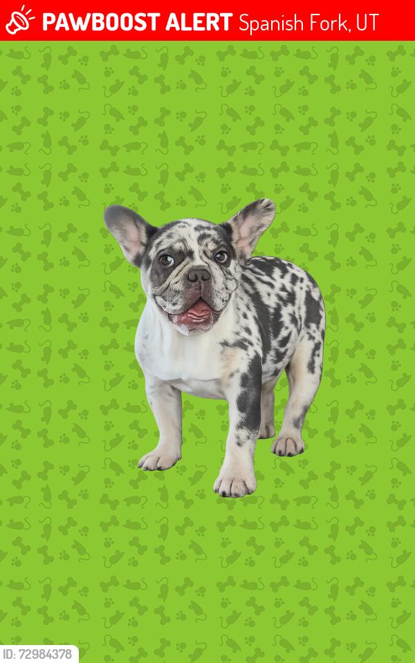 Lost Female Dog last seen The fields neighborhood , Spanish Fork, UT 84660