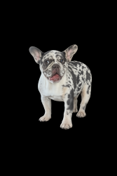 Lost Female Dog last seen The fields neighborhood , Spanish Fork, UT 84660