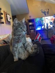 Lost Female Cat last seen Cortina Dr and Chrisanta Dr, Mission Viejo, CA 92691