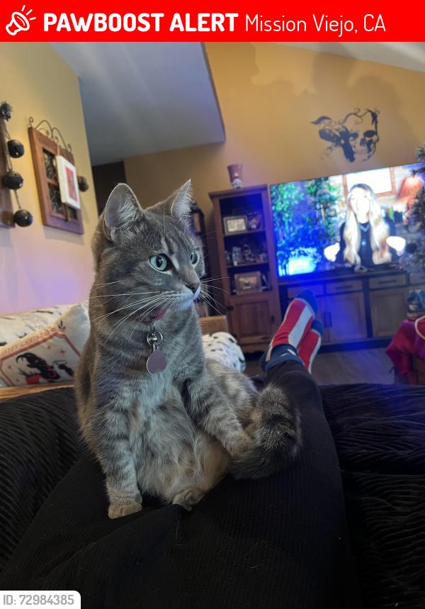 Lost Female Cat last seen Cortina Dr and Chrisanta Dr, Mission Viejo, CA 92691