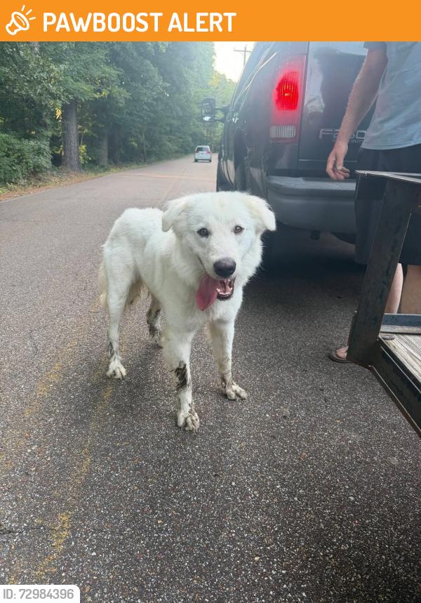 Found/Stray Female Dog last seen Piscah rd, East Central Shelby, TN 38028