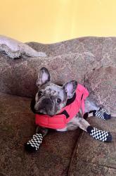 Reunited Female Dog last seen Near Florence Ave, Downey, CA 90240, USA, Downey, CA 90240