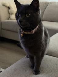 Lost Female Cat last seen Country Mercantile, Richland, WA 99352
