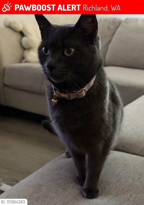 Lost Female Cat last seen Country Mercantile, Richland, WA 99352
