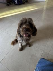 Reunited Male Dog last seen Kempton Literacy Academy , Spring Valley, CA 91977