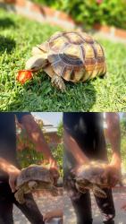 Lost Unknown Reptile last seen Big Dalton Ave & Judith St, West Puente Valley, CA 91746
