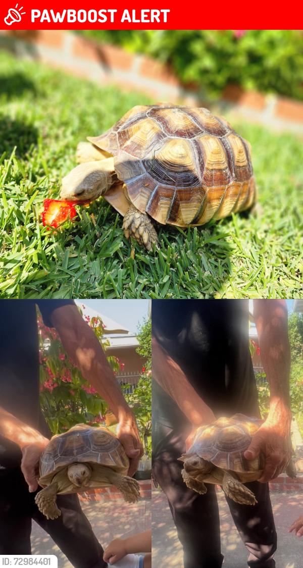 Lost Unknown Reptile last seen Big Dalton Ave & Judith St, West Puente Valley, CA 91746