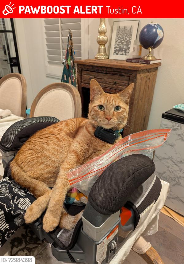 Lost Male Cat last seen Downs Rd and Patton Way, Tustin, CA 92782